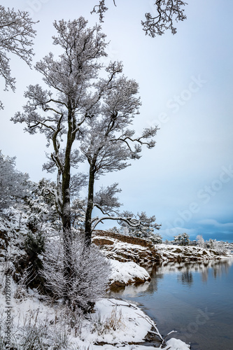 Reflections in the water. Beautiful winter day at Odderoya in Kristiansand, Norway. Trees covered in snow. photo