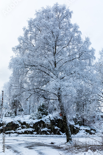 Big birch tree covered in snow. Beautiful winter day at Odderoya in Kristiansand, Norway photo
