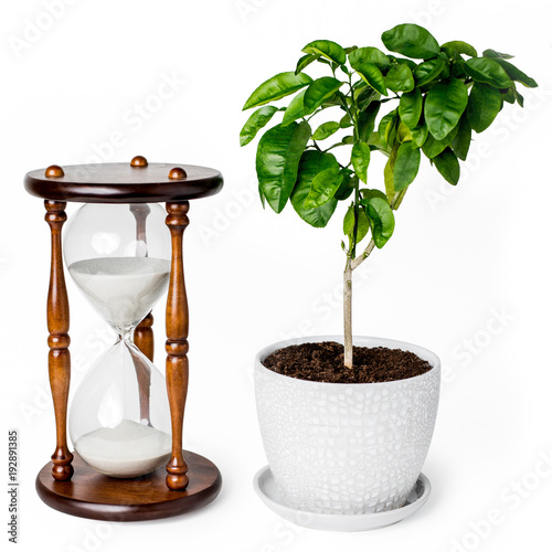 Hourglass or Sandglass and a tree in a pot isolated on a white background. Time concept - too much time to grow.