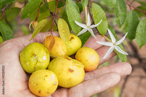 Tropical fruits - speciosa 