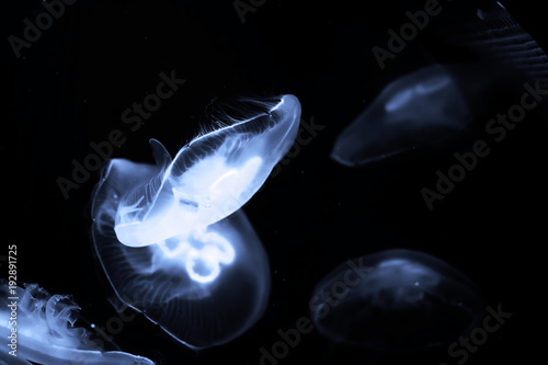 Blue jellyfish swim under water