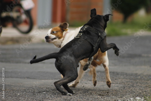 Fototapeta Naklejka Na Ścianę i Meble -  cachorros brigando 