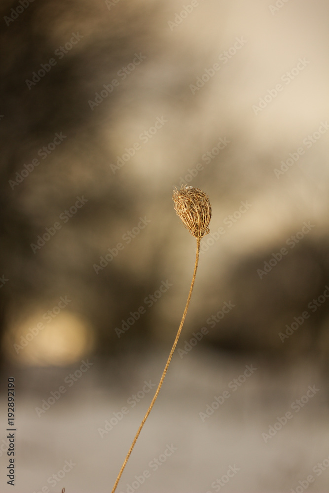 A dry curved plant, liana tangled in the background. A dry curved plant, liana tangled in the background.
