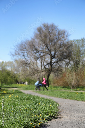 Spring nature. Leaves and bushes with the first green leaves in 