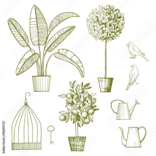 Potted plants, birds and cage. Vector sketch  illustration.