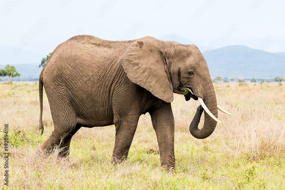 Fototapeta premium African elephant in the savanna