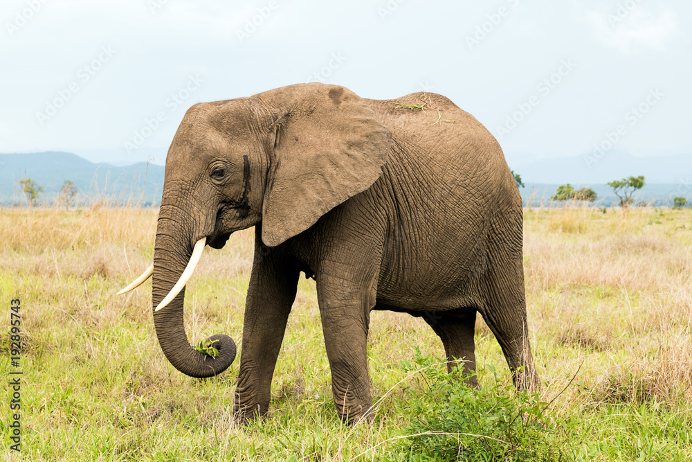 Obraz premium Słoń afrykański na sawannie