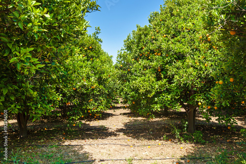 Bilde på lerret Orange grove