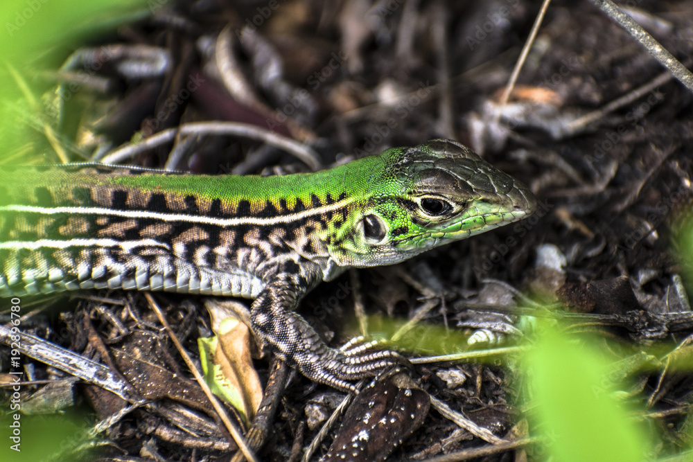 Green Lizard, Córdoba Argentina Green Lizard, Córdoba Argentina