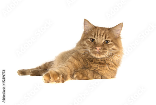 Fotografija bobtail red cat ginger on isolated white background