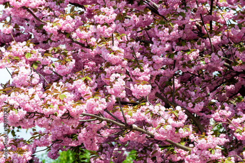 Cherry tree in pink blossom on sunny day