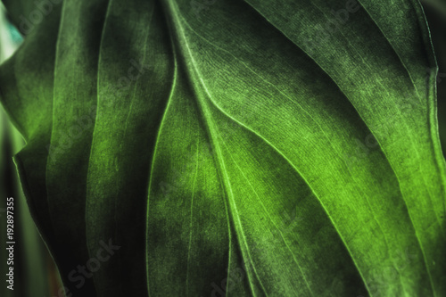 Green plant leaf texture, macro shot. Nature background, spring flora