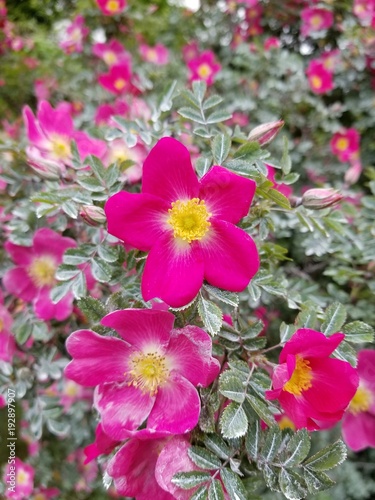 Fleurs
