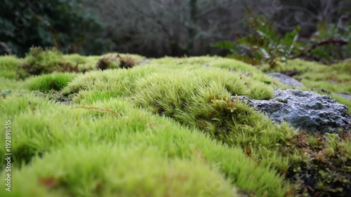 Moss on wall