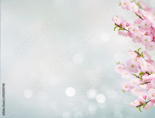 Blossoming white tree Flowers