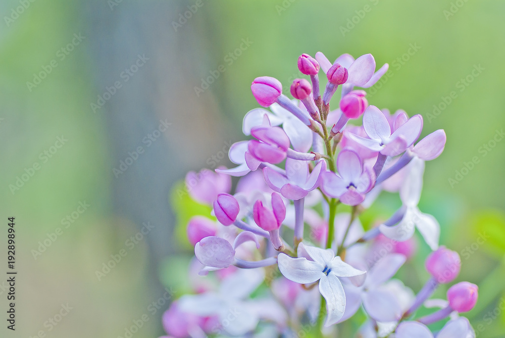 Lilac flower in soft style for background Lilac flower in soft style for background