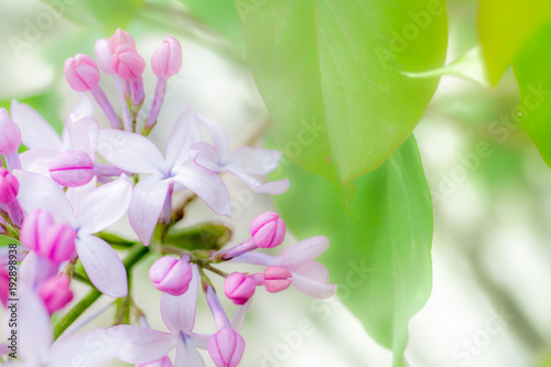 Lilac flower in soft style for background