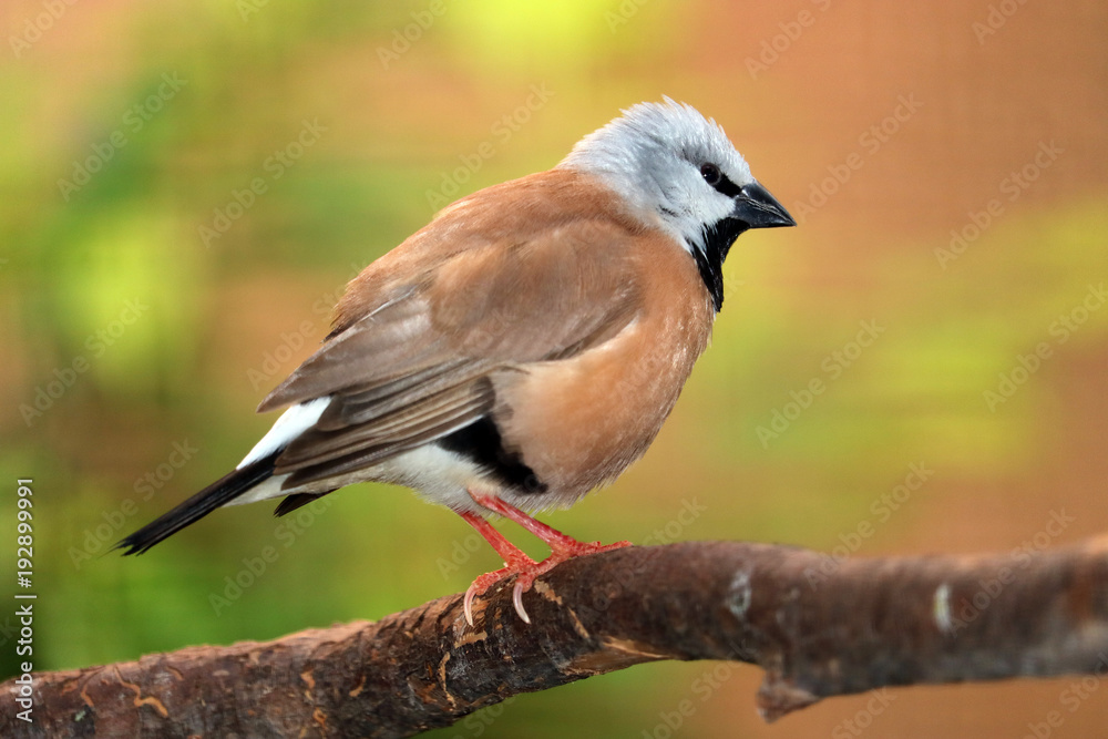 Black-throated or parson finch, poephila cincta sitting on a branch