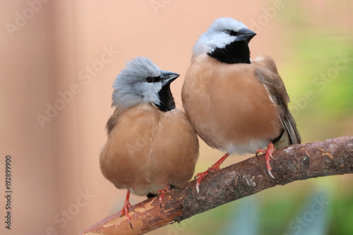 Two cute black-throated parson finches poephila cincta sitting on branch tightly together side by side photo