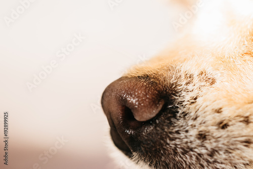 Muzzle of little chihuahua dog