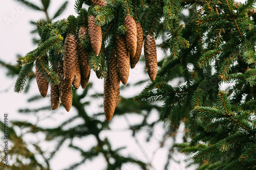 Spruce cones growing on a tree