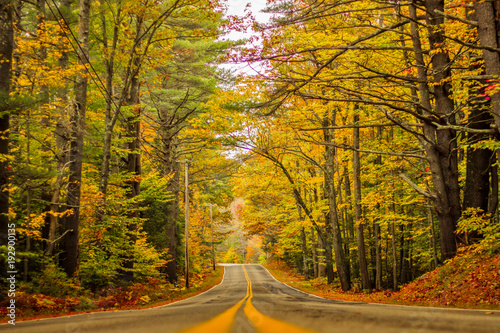 Yellow Trees and Road   Nature Photography