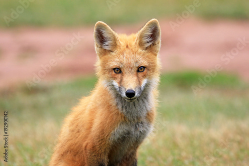Red Fox Kit Head Portrait, Prince Edward Island, Canada