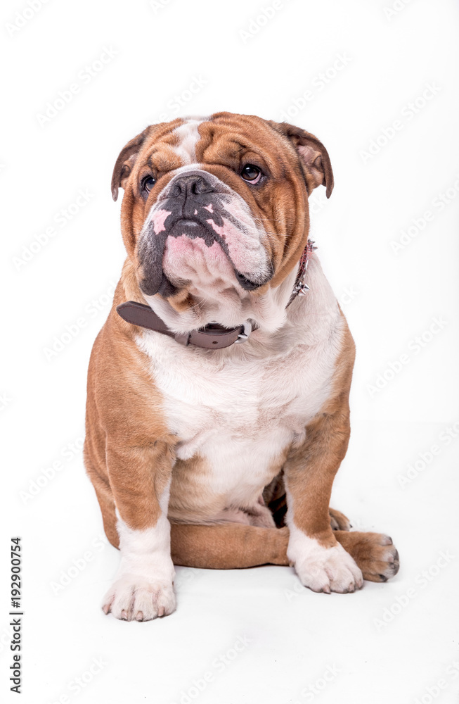 English bulldog portrait isolated on white background