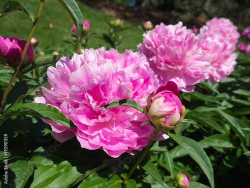 Large pale pink peonies are in full bloom