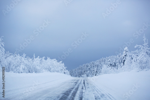 Snowy road surrounded by pine trees © destillat