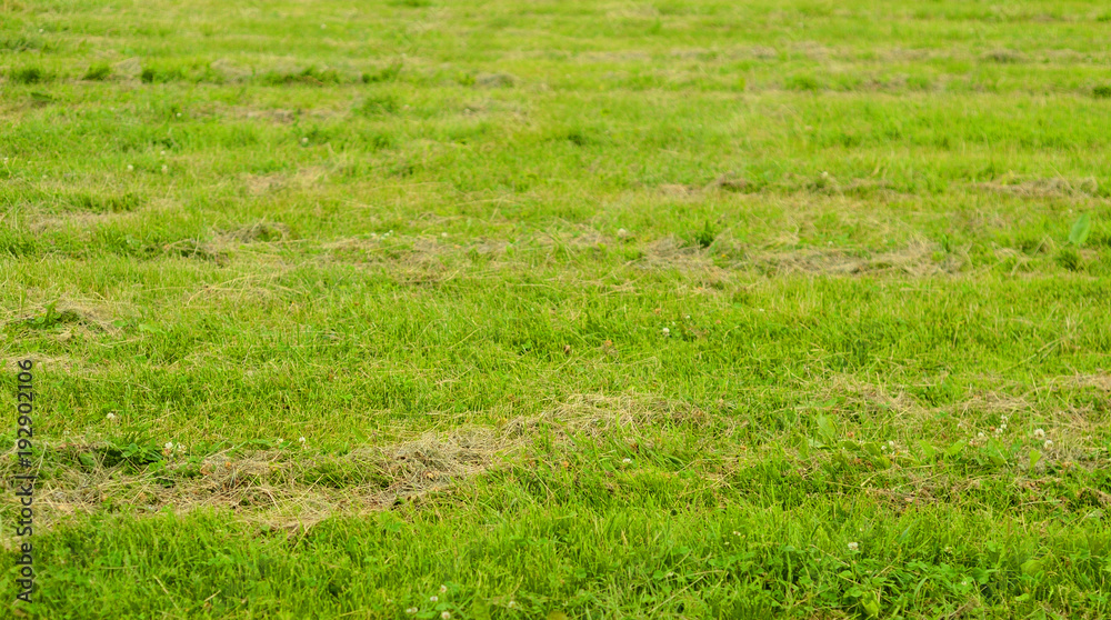 Mowed dry grass on the green lawn. Mowed dry grass on the green lawn.