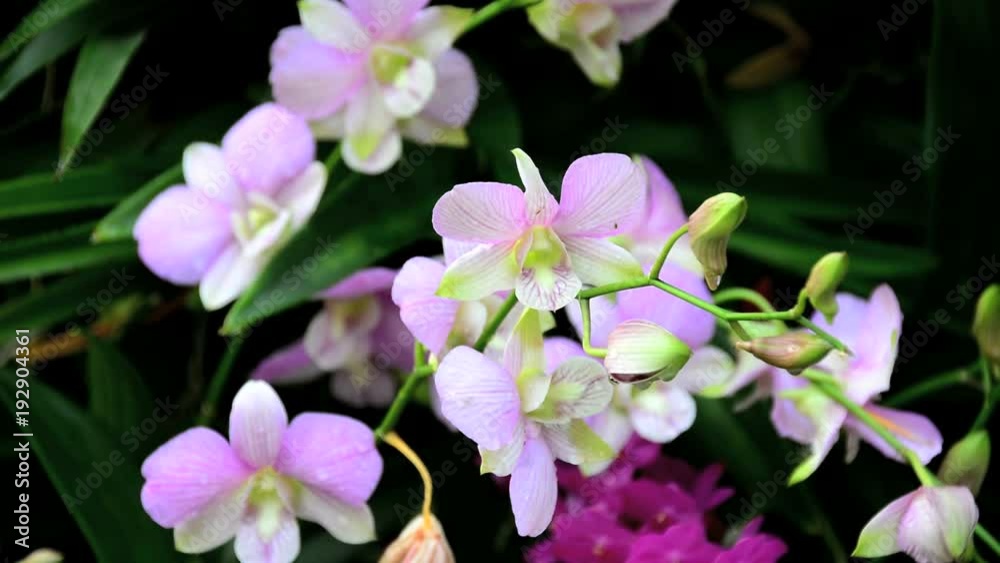 Dendrobium pompadour orchid blooming in garden
Dendrobium pompadour orchid blooming in garden
