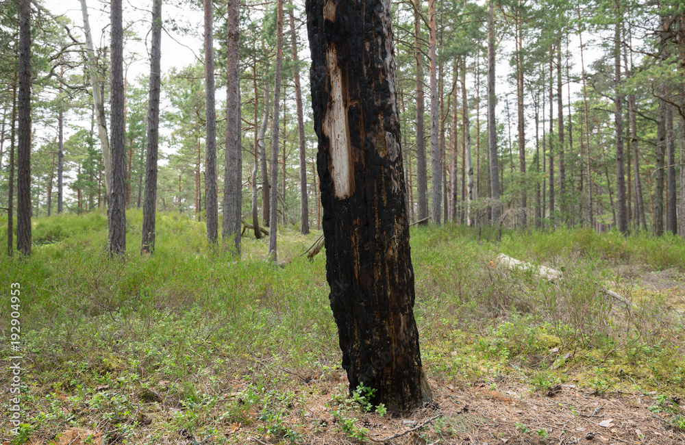 Burnt pine tree in natural pine forest, heather plants grows in the environment Burnt pine tree in natural pine forest, heather plants grows in the environment