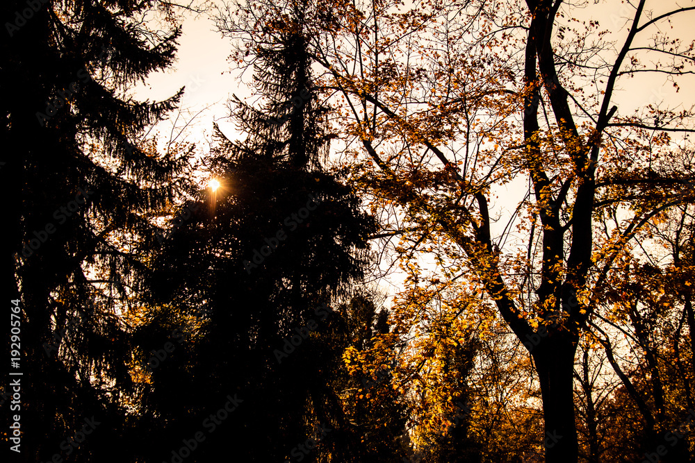 Naklejka premium bäume im sonnenlicht