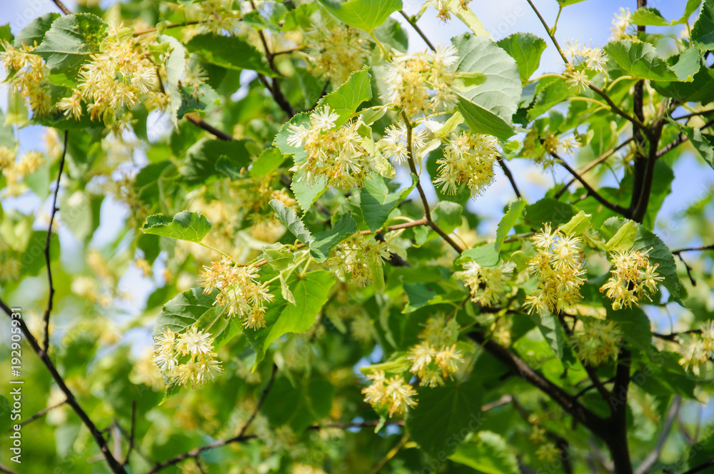 Flowering large-leaf Linden (Tilia). The branches are covered with yellow flowers. Medicinal plant Flowering large-leaf Linden (Tilia). The branches are covered with yellow flowers. Medicinal plant