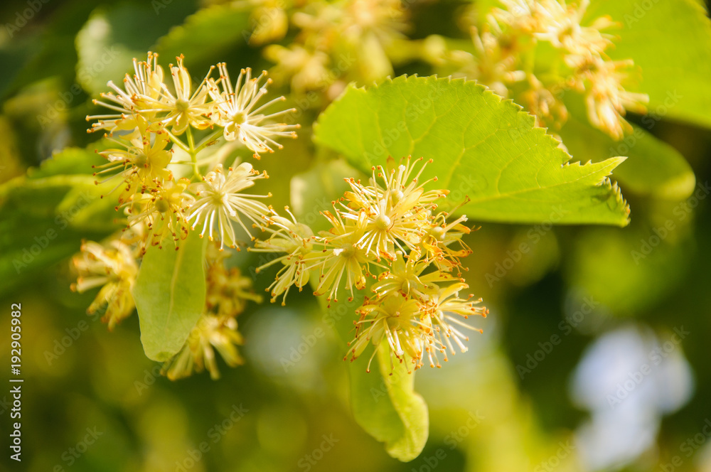 Flowering large-leaf Linden (Tilia). The branches are covered with yellow flowers. Medicinal plant Flowering large-leaf Linden (Tilia). The branches are covered with yellow flowers. Medicinal plant