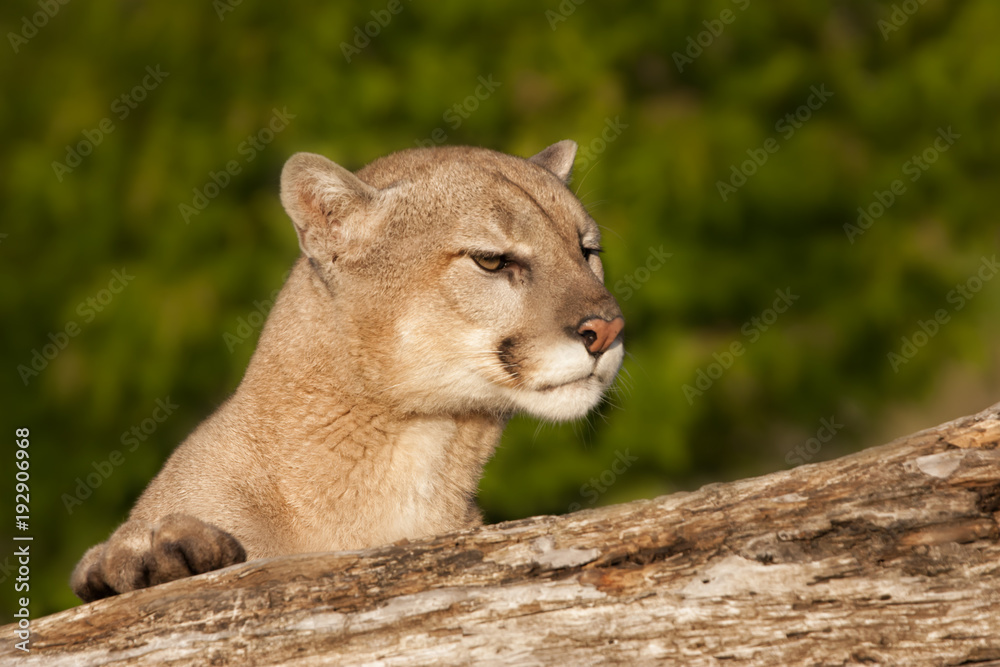 Fototapeta premium Cougar Peeking over the Side of a Log