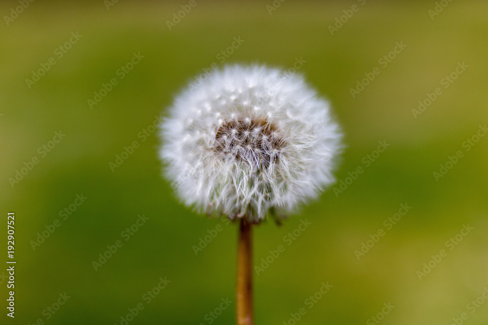blühender Löwenzahn Pusteblume blühender Löwenzahn Pusteblume