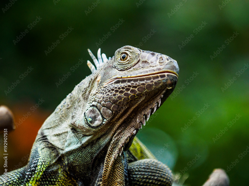 Obraz premium Green iguana