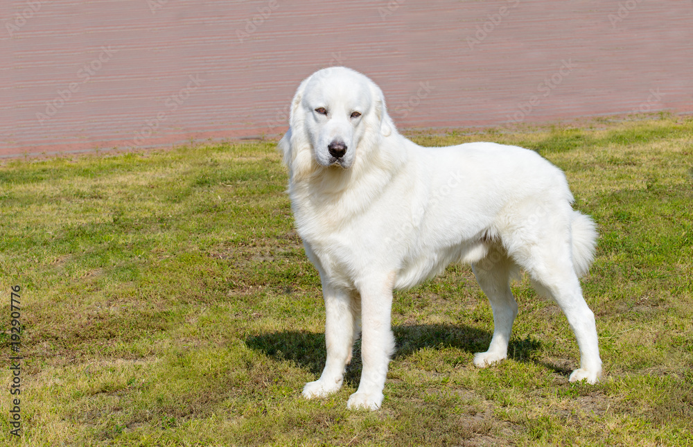 Polish Tatra Sheepdog looks aside. Polish Tatra Sheepdog stands on the green grass in the park Polish Tatra Sheepdog looks aside. Polish Tatra Sheepdog stands on the green grass in the park
