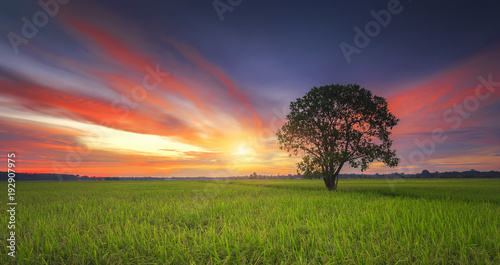 Magical sunset with tree