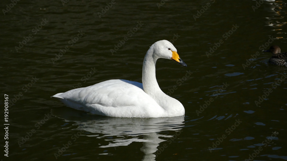 白鳥 古徳沼 白鳥 古徳沼