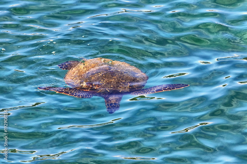 Wallpaper Mural Green sea turtle swimming in the ocean in Maui. Torontodigital.ca