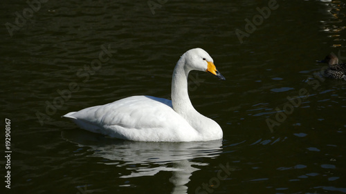 白鳥　古徳沼