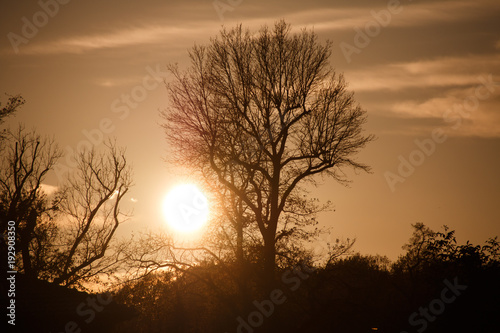 Baum ohne Bl  tter zur goldenen Stunde