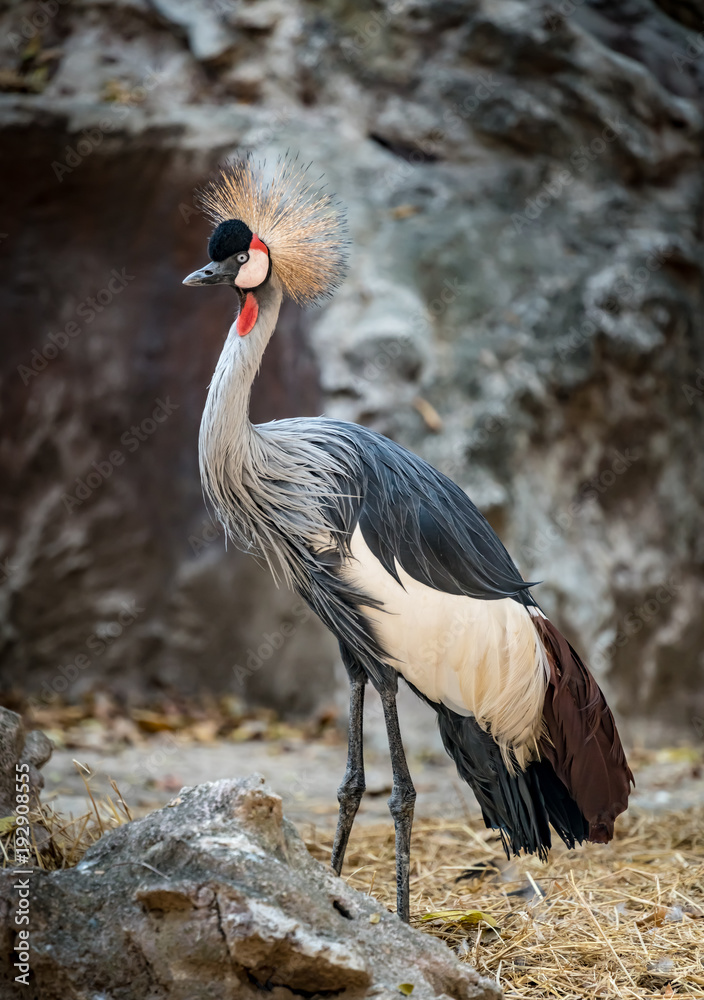 Fototapeta premium Crowned crane