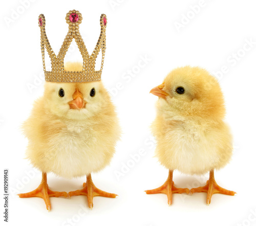 Two chicks one enrichment become king or queen monarch with golden crown