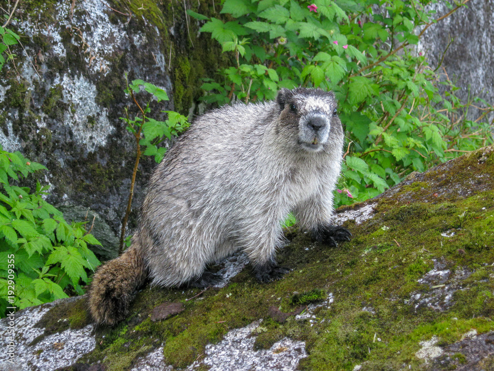 Naklejka premium Marmot on a Rock in Alaska