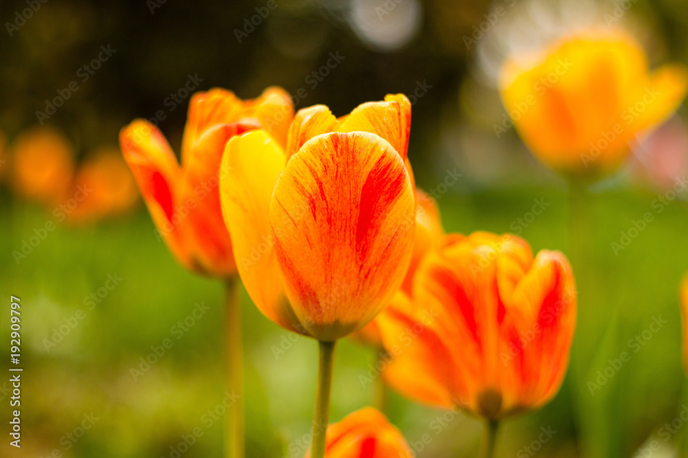 gelbe rote orange Tulpen endlich Frühling gelbe rote orange Tulpen endlich Frühling