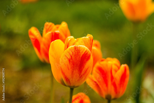 gelbe rote orange Tulpen endlich Fr  hling